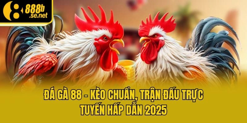 Đá Gà 88 – Kèo Chuẩn, Trận Đấu Trực Tuyến Hấp Dẫn 2025