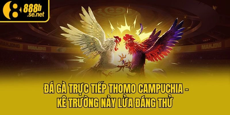 Đá Gà Trực Tiếp Thomo Campuchia – Kê Trường Nảy Lửa Đáng Thử