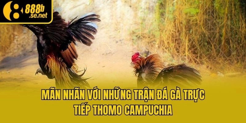 Mãn nhãn với những trận đá gà trực tiếp Thomo Campuchia