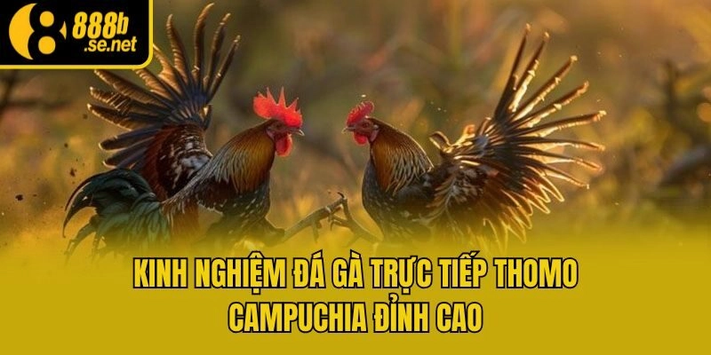 Kinh nghiệm đá gà trực tiếp Thomo Campuchia đỉnh cao
