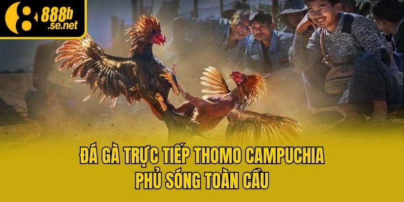Đá gà trực tiếp Thomo Campuchia phủ sóng toàn cầu