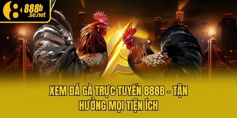 Xem đá gà trực tuyến tận hưởng nhiều hình thức thi đấu hot